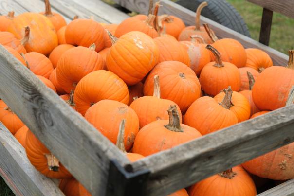 Pumpkins Owen Farm