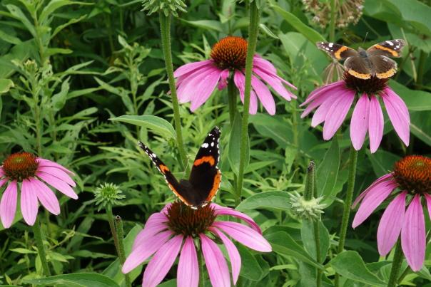 Butterlies and flowers at Aullwood Audobon