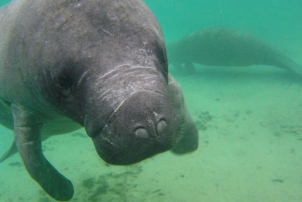 Seeing manatees at Blue Spring State Park and throughout the area's pristine waterways is a delightful outing