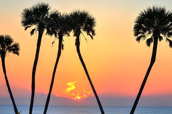 Palm Trees at Sunset on the River