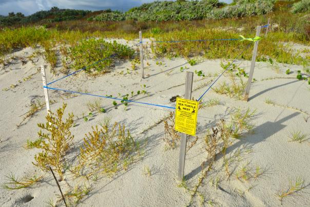 Daytona Beach Sea Turtle Nest