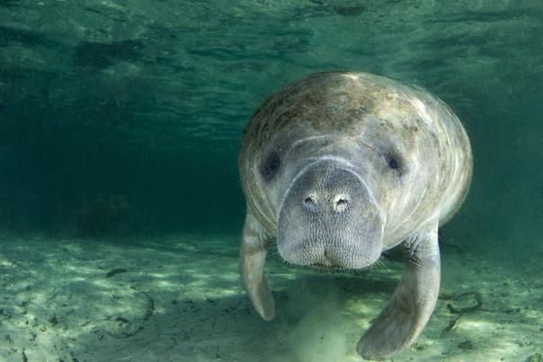 A manatee gently floats in the pristine and clear Blue Spring State Park