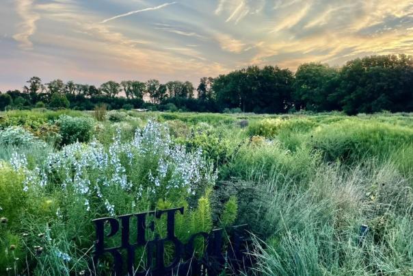 A field of flowers and plants at Delaware Botanic Gardens at sunset.