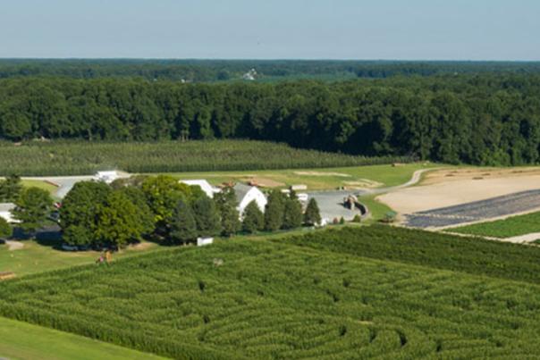 Christmas Tree Farms in Delaware