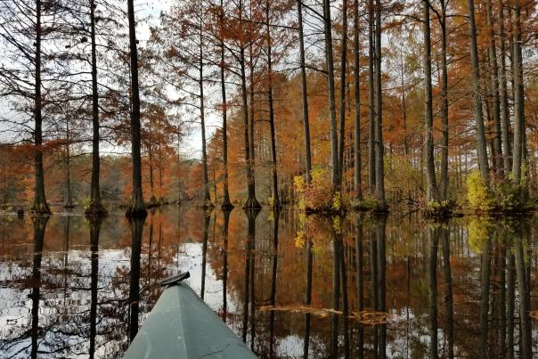 The end of a kayak is seen in the bottom of the photo with tall Baldcypress trees in the forefront growing out of Trap Pond in Delaware. The trees are in beautiful orange and yellow colors for the fall season.