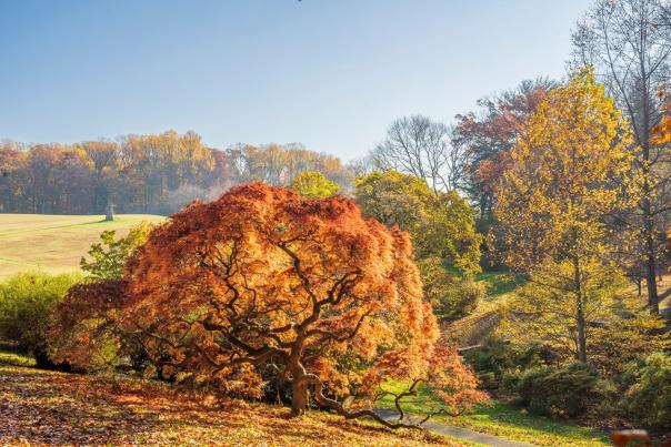 A view of fall trees from Winterthur Museum in Wilmington, DE during fall.