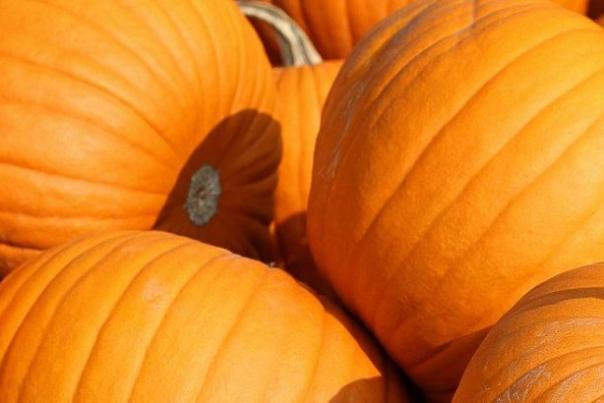 Pumpkin Brews are Back!