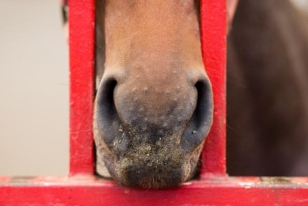 Horse nose web
