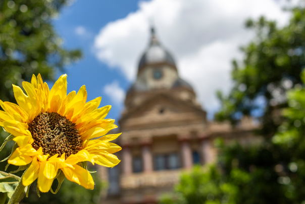 A yellow sunflower in focus in front of the Courthouse on the Square