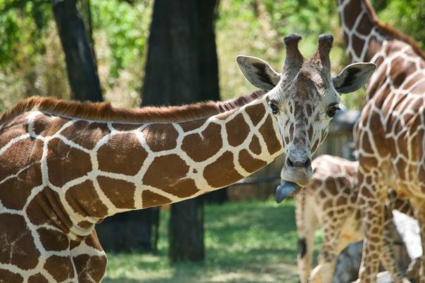 Giraffe at Fort Worth Zoo