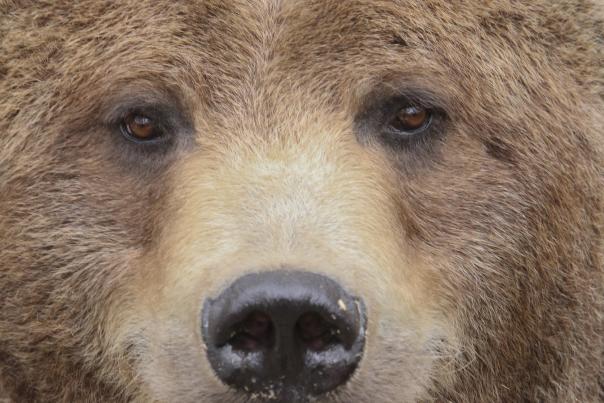 Denver Zoo's rescued grizzly bear