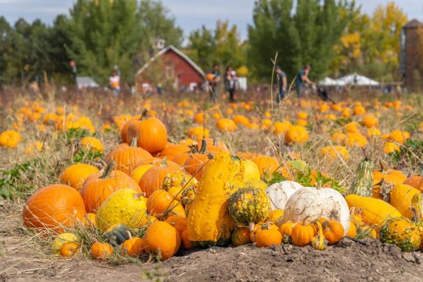 Pumpkin Festival at Chatfield Farms