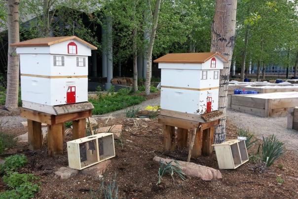 Beehives at Blue Bear Farm