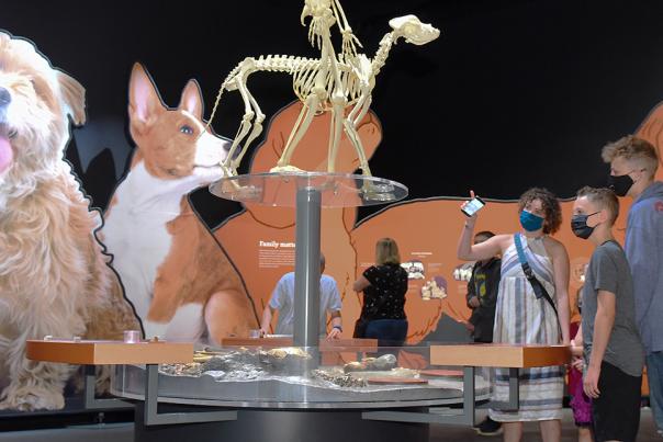 Dogs! A Science Tail at Denver Museum of Nature & Science