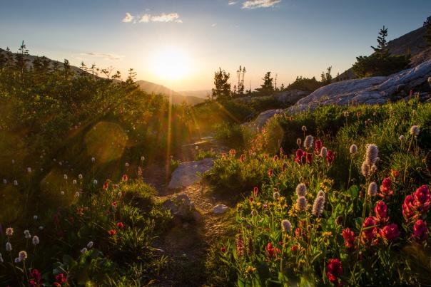 Wildflowers in Rocky Mountain National Park.