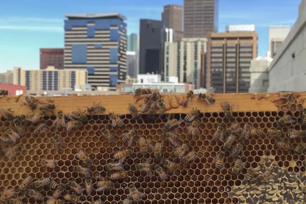 Beehive at Union Station