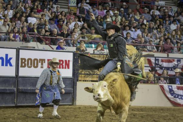Bull rider at National Western Stock Show & Rodeo