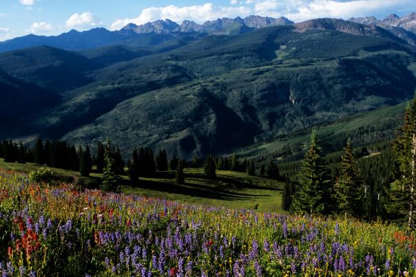 Mountains and wildflowers in Vail, Colorado.