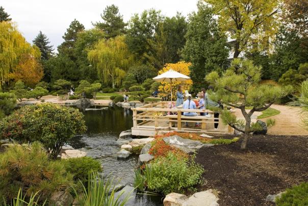 Golden trees behind a small pond in the Denver Botanic Gardens