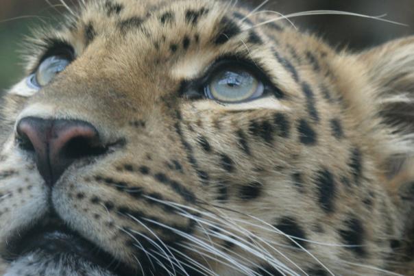 Amur leopards at Denver Zoo
