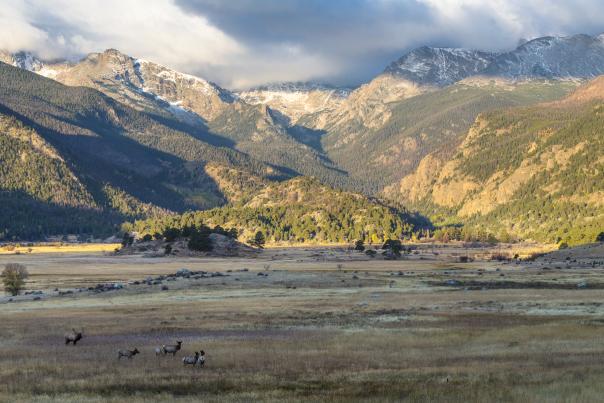 rocky-mountain-national-park-elk