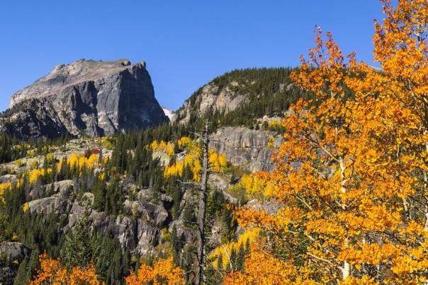 View of a mountain in Rocky Mountain National Park with bright yellow trees in the foreground and speckled in the hillsides