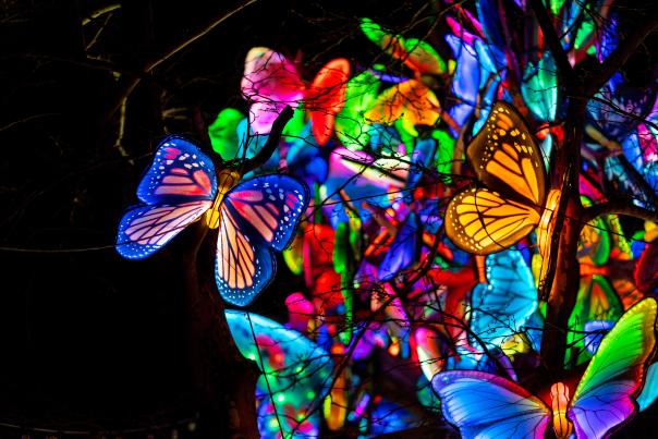 Wild Lights 2025