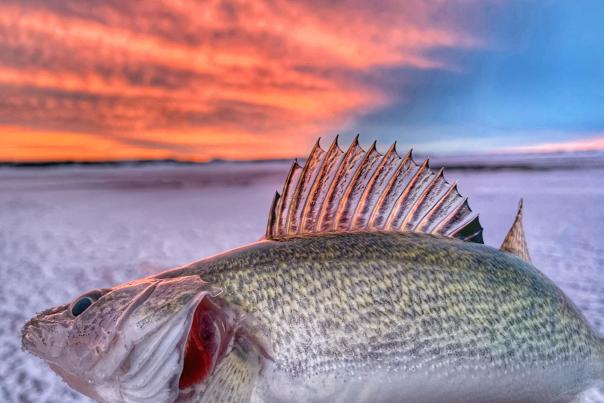 Winter Walleye