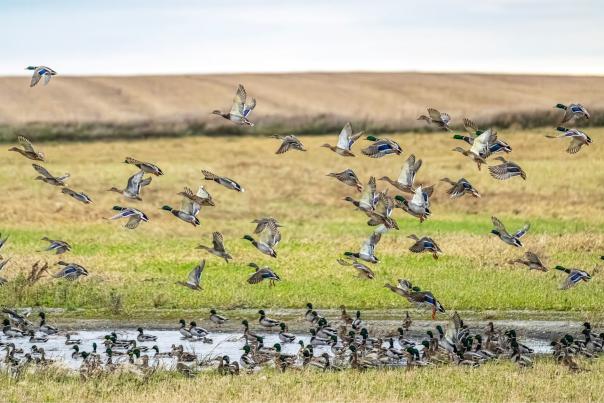 North Dakota ducks flying from a pond in a field.
