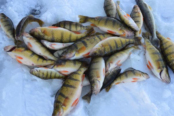 A pile of jumbo perch sitting on ice at Devils Lake, North dakota