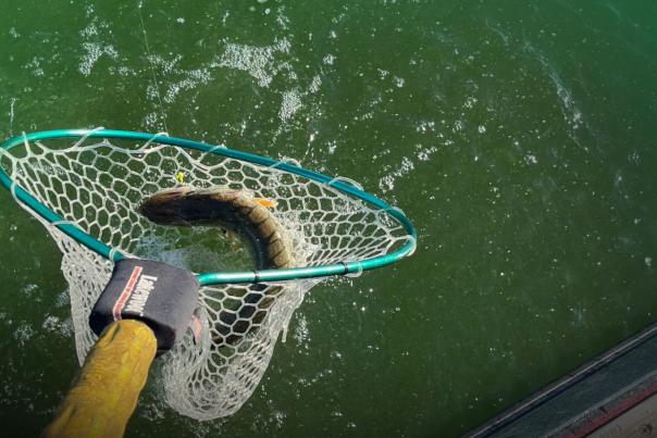 Catching large walleye in a net while fishing on Devils Lake, North Dakota.