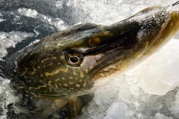Large pike coming out of ice on Devils Lake, ND.