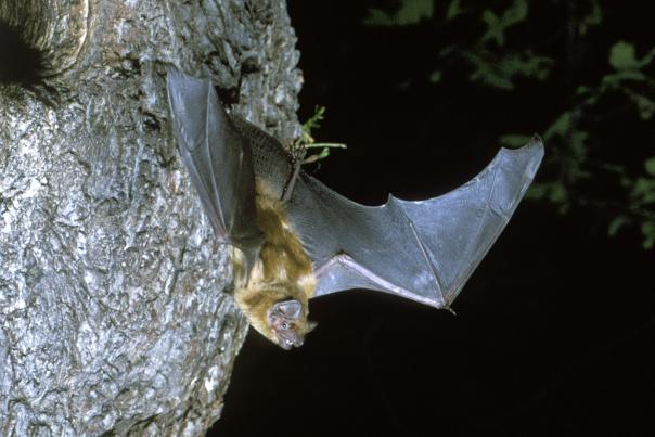 Noctule bat (Nyctalus) emerging from roost at night