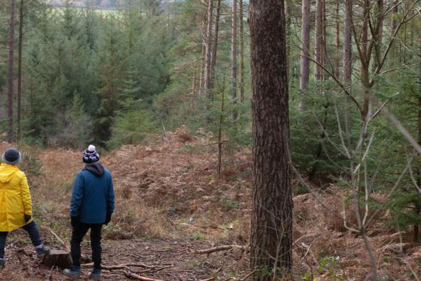 Six reasons to plan a forest trip this winter