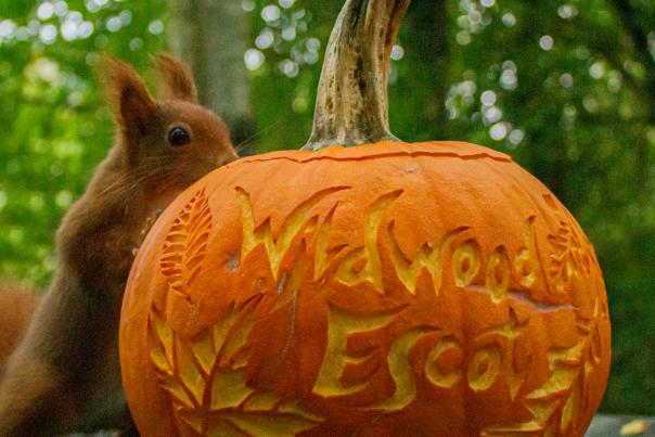 Prepare to fall under the spell of the Wildwood Witches this halloween