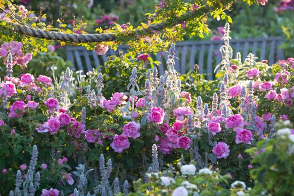 A sensory feast awaits at RHS Garden Rosemoor’s Festival of Roses