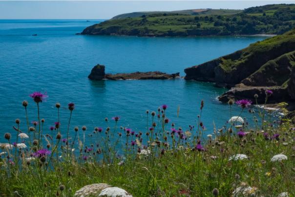 Berry Head English Riviera Geopark