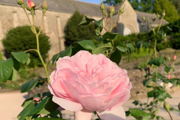 rose at buckland abbey