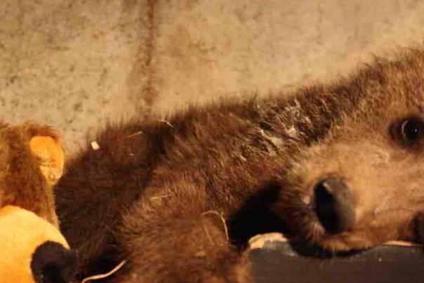 Diego arrives in Devon following life-saving rescue