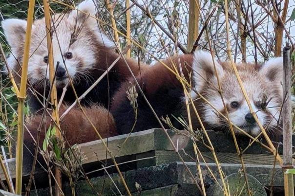 a pair of red pandas at exmoor zoo