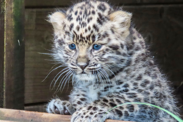 Dartmoor Zoo - Amur Leopard cub