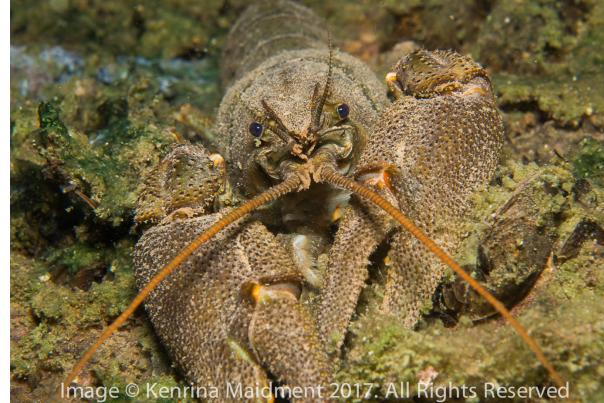 cray fish