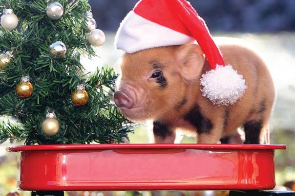 Dashing Through the Snow to Your Favourite Devon Attractions!
