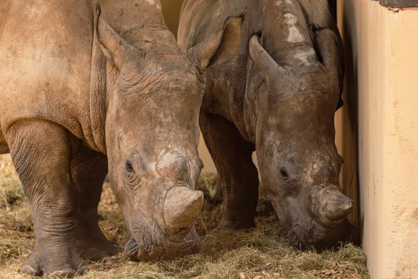 Paignton Zoo welcomes two southern white rhinos