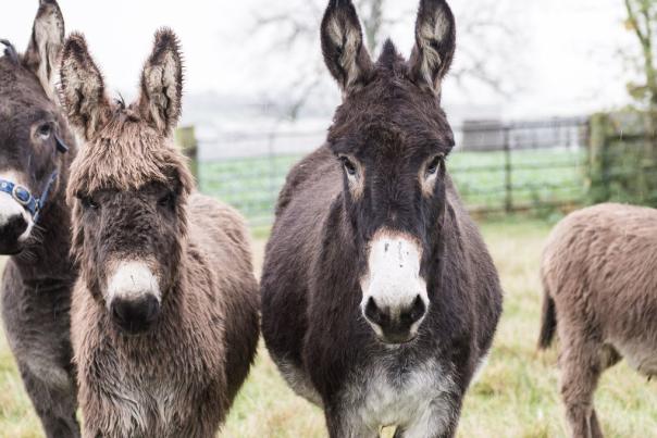 Celebrate World Donkey Day in Devon