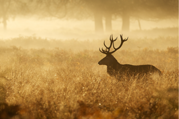 Top Places for Wildlife Watching in Devon