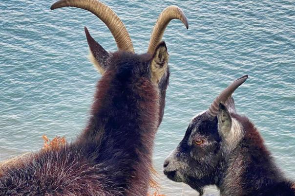 Things to do in North Devon this year