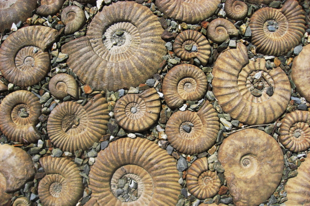 fossils carved into a rockface
