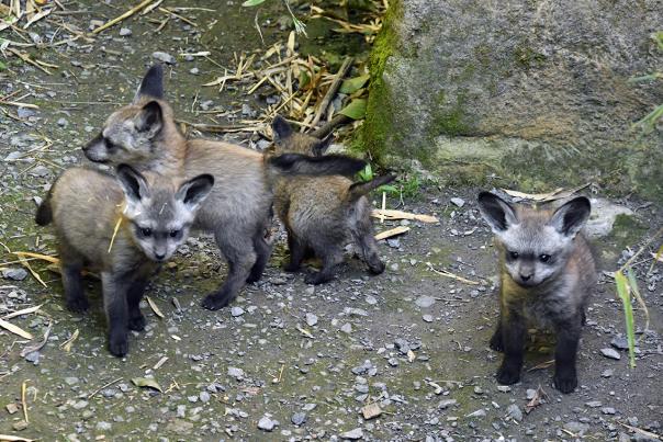 New arrivals at the zoo!