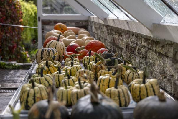 Bumper crops of apples and pumpkins at National Trust gardens